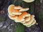 Sárga gévagomba (Laetiporus sulphureus), Budai-hegység